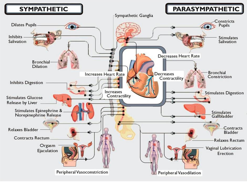 Sympathetic Vs Parasympathetic Nervous System Chart