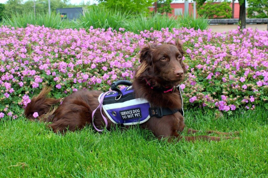 A brown mix breed psychiatric and migraine alert dog wearing a dark purple vest with a reflective strip