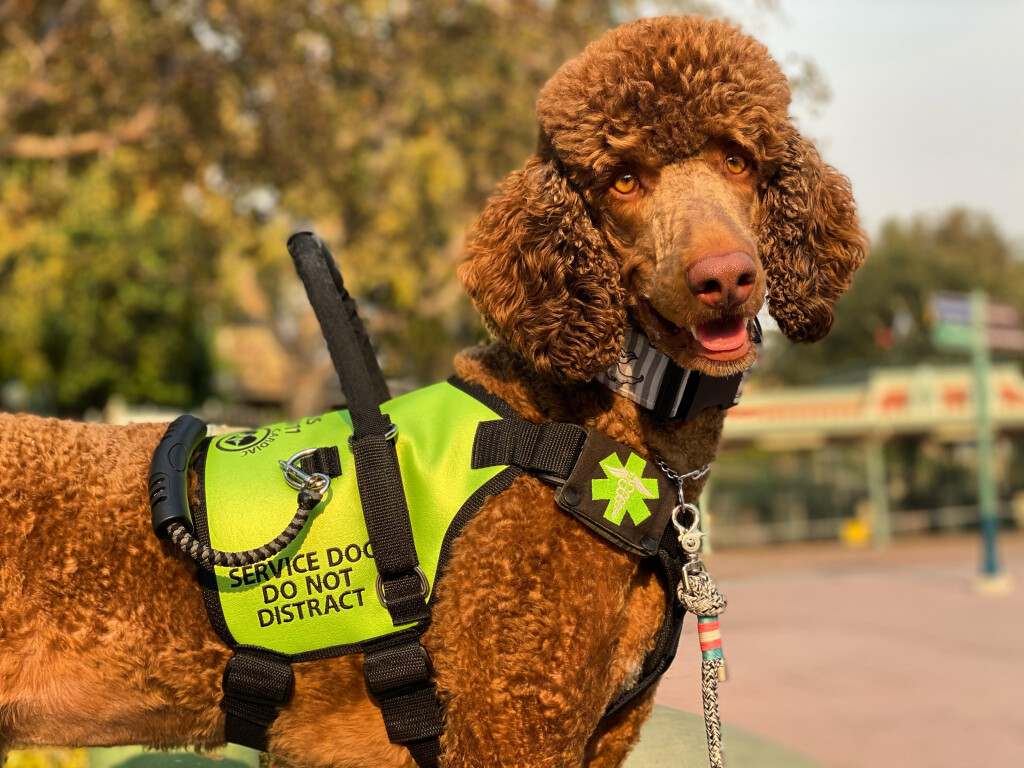 Brown poodle cardiac alert and mobility dog wearing a green and black mobility harness