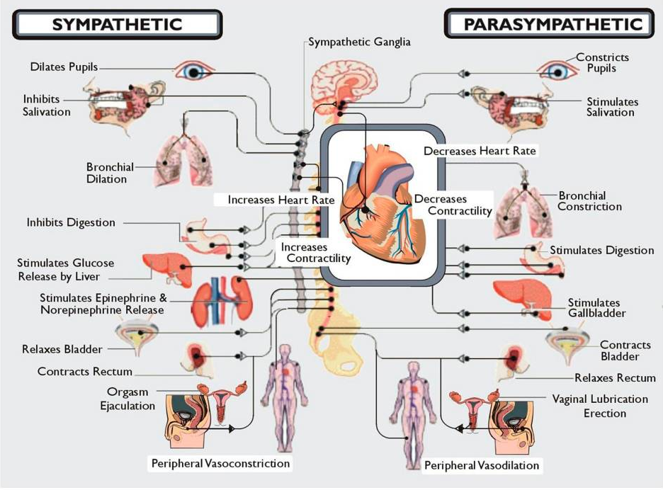 Dysautonomia International Basics of the Autonomic Nervous System